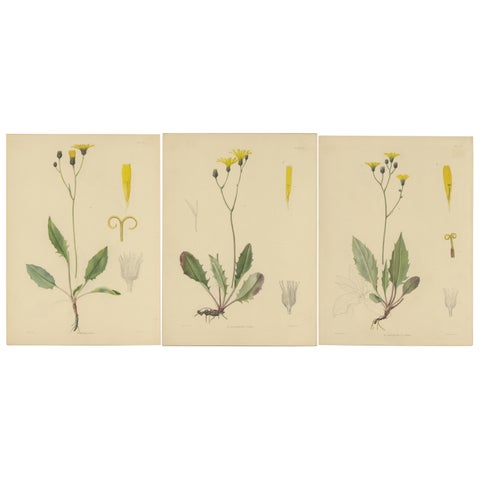 Set of 3 Antique Botany Prints H. Marshalli and Other Flowering Plants