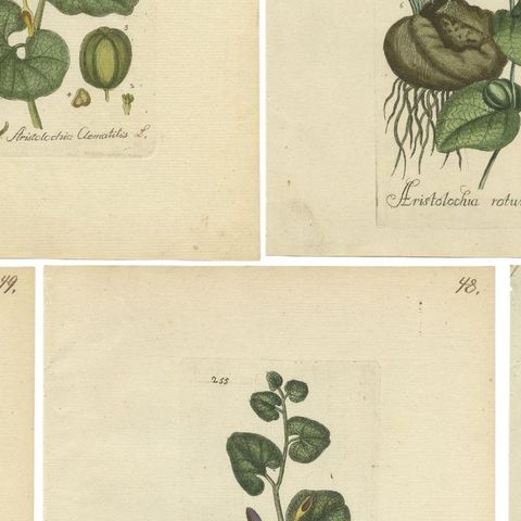 Set of 5 Antique Botany Prints, Aristolochia Species, close-up 2