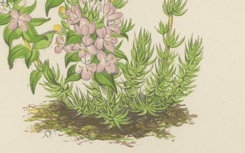 Striped Thyme and Kidneywort Violet, Hand-Coloured Botanical Print, 1874, close-up 1