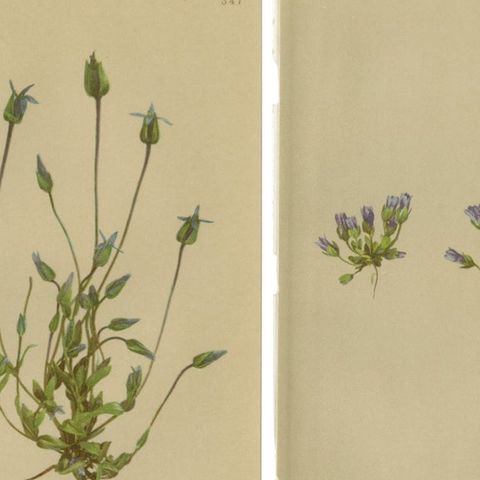 Antique Botanical Prints Alpine Gentians Set of 8, Chromolithographs, 1897, close-up 1