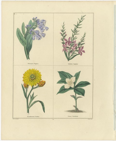 Charming Pair of Antique Floral Engravings for Wall Décor, 1828, view 2