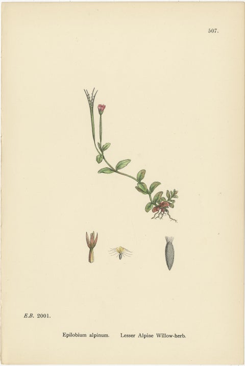 Hand-Colored Engravings of Alpine Willow-Herbs and Evening Primrose, 1902, view 3