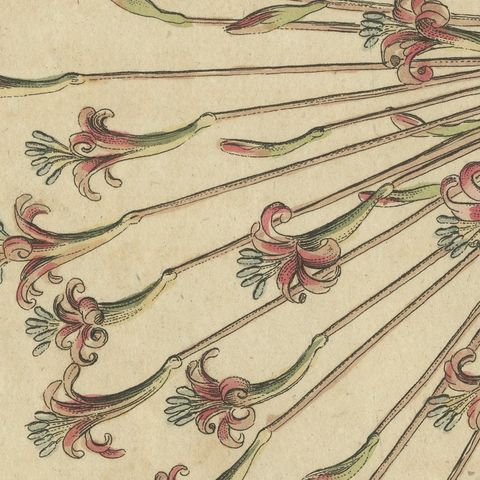 Brunsvigia Candelabra Lily Flower Head, Antique Bertuch Print, circa 1815, close-up 5