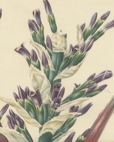 Bromelia Commeliniana, Flowering Bromeliad Chromolithograph, 1859, close-up 2