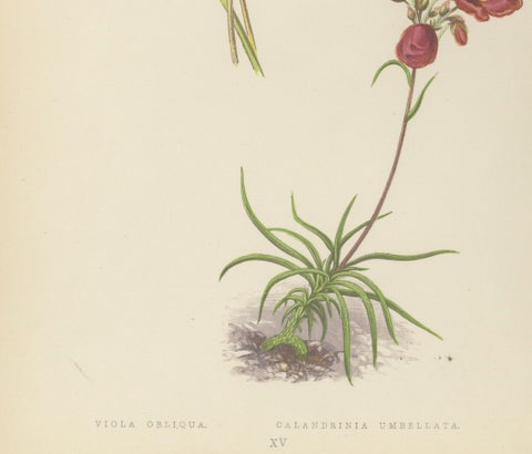 Alpine Violet and Red Calandrinia hand coloured botanical print 1874, close-up 4