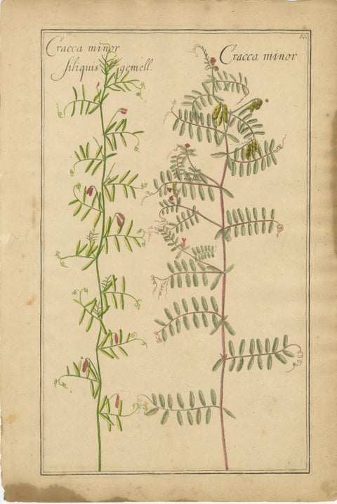 Decorative Antique Botanicals, Cracca, Genista & Coronilla, Leipzig 1690s, view 2