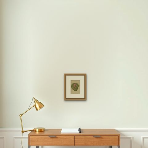 Antique Botany Print of The Silene Acaulis Plant by Palla, 1897, shown framed on a wall, true to size