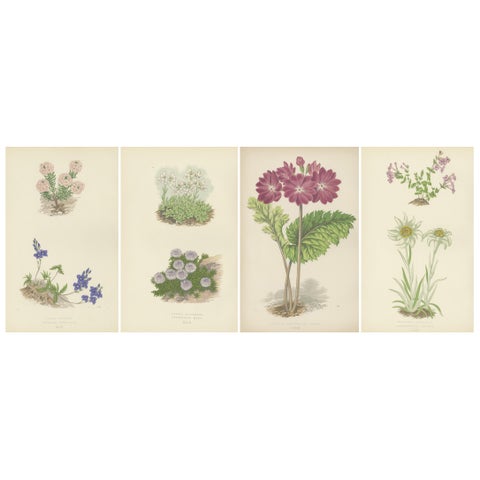 Alpine Botanical Lithograph Quartet: Micomeria, Edelweiss, Primula, and Arabis