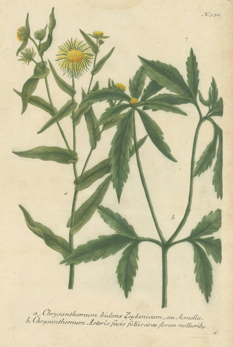 Hand-finished Mezzotint Engraving of two Chrysanthemum species, view 3