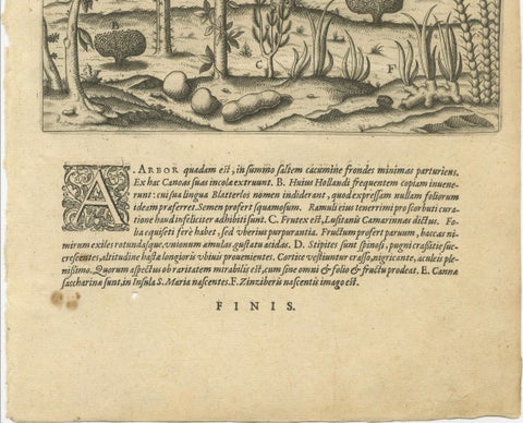 De Bry Engraving Expressio Germinum, Exotic Plants of St. Lawrence Island, 1598, close-up 4