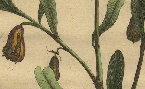 Botanical Illustration of Cardamom Plant (Cardamomum majus arborescens) , 1696, close-up 2