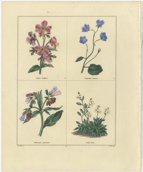 Pair of Elegant Hand-Colored Botanical Flower Prints, London 1828, view 3