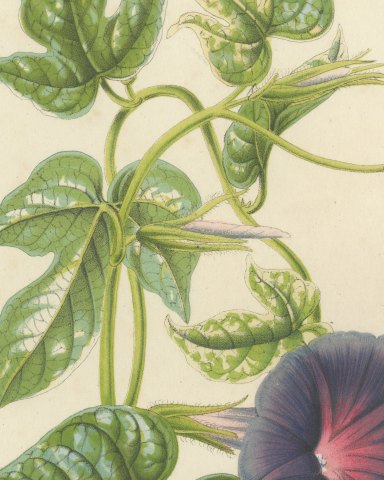 Japanese Morning Glory Caerulea Variegata, Pharbitis Polymorpha, 1858, close-up 1