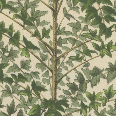 Original Antique Print of a Delarbrea Plant, 1878, close-up 3