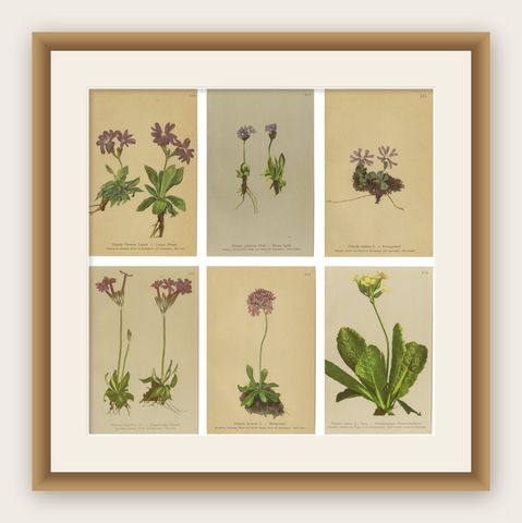 Alpine Botanical Prints Set of 6, Antique Chromolithographs, Primula Series 1897, shown framed