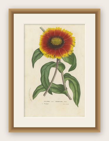 Botanical Illustration of Blanket Flower: Gaillardia Grandiflora, c.1855, shown framed