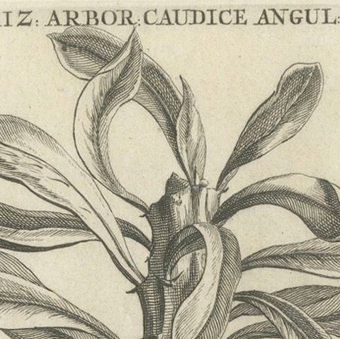 Botanical Engraving of Tithymalus Aiz Arbor from Caspar Commelin’s Work, 1706, close-up 4