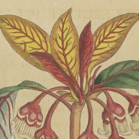 Flowering Shrub with Red Blossom, Antique Bertuch Print, circa 1815, close-up 1