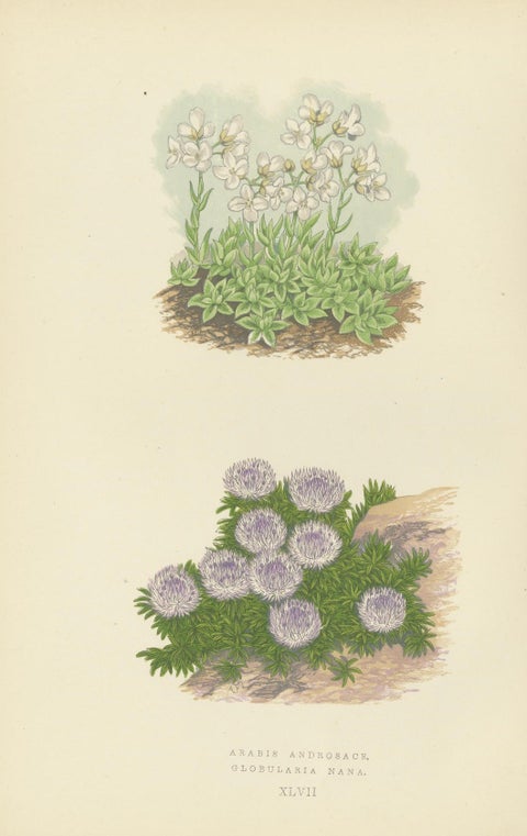 Alpine Botanical Lithograph Quartet: Micomeria, Edelweiss, Primula, and Arabis, close-up 2