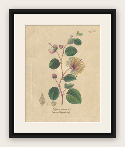 Antique Caper Botanical Print, Capparis Spinosa, Hand Colored, c.1831, shown framed