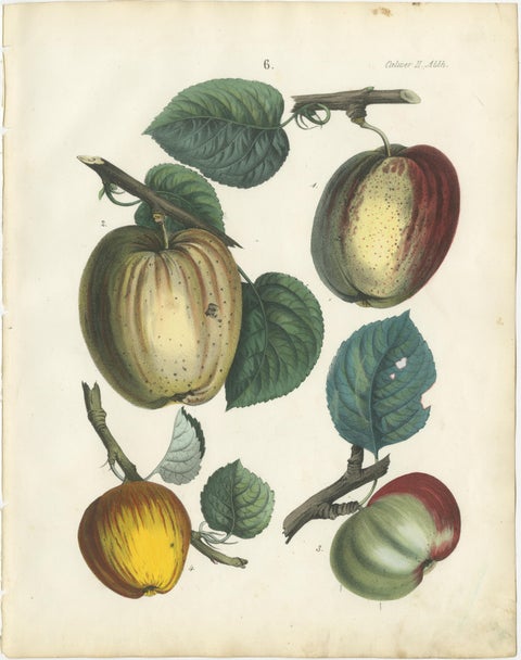 Antique Fruit Chromolithographs, Pears and Apples, Set of Six, Calwer 1854, view 7