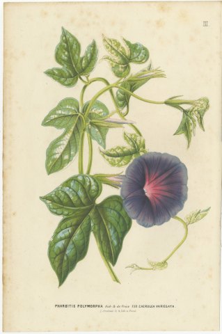 Japanese Morning Glory Caerulea Variegata, Pharbitis Polymorpha, 1858, view 2