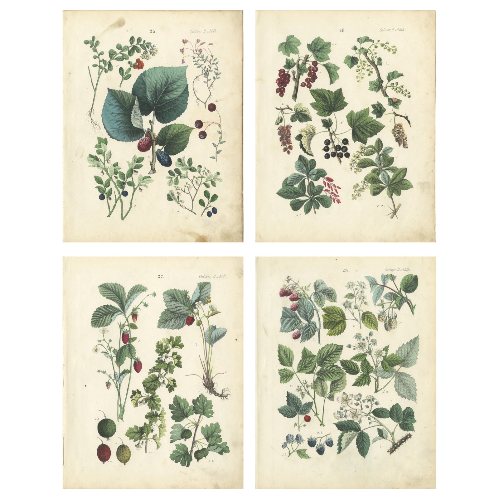 Antique Berry Botanical Chromolithographs, Currants & Wild Berries, Calwer 1854