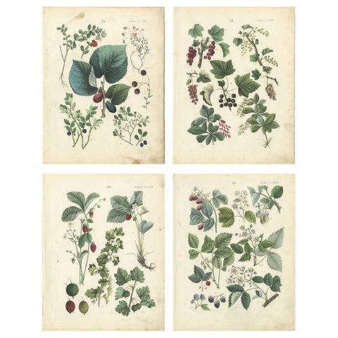 Antique Berry Botanical Chromolithographs, Currants & Wild Berries, Calwer 1854