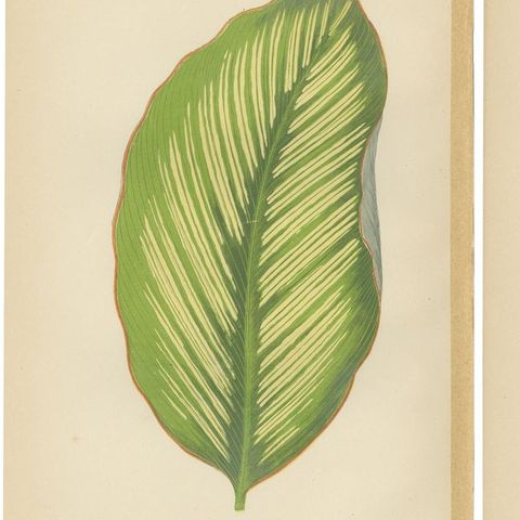 Set of 6 Botany Prints, Alocasia Metallica, Echites Nutans (1891), close-up 1