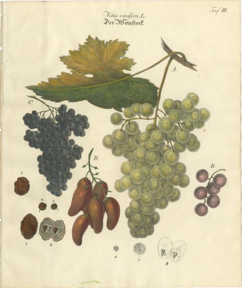 Antique Grape Varieties Botanical Print, Vitis Vinifera Study, c.1831, view 2