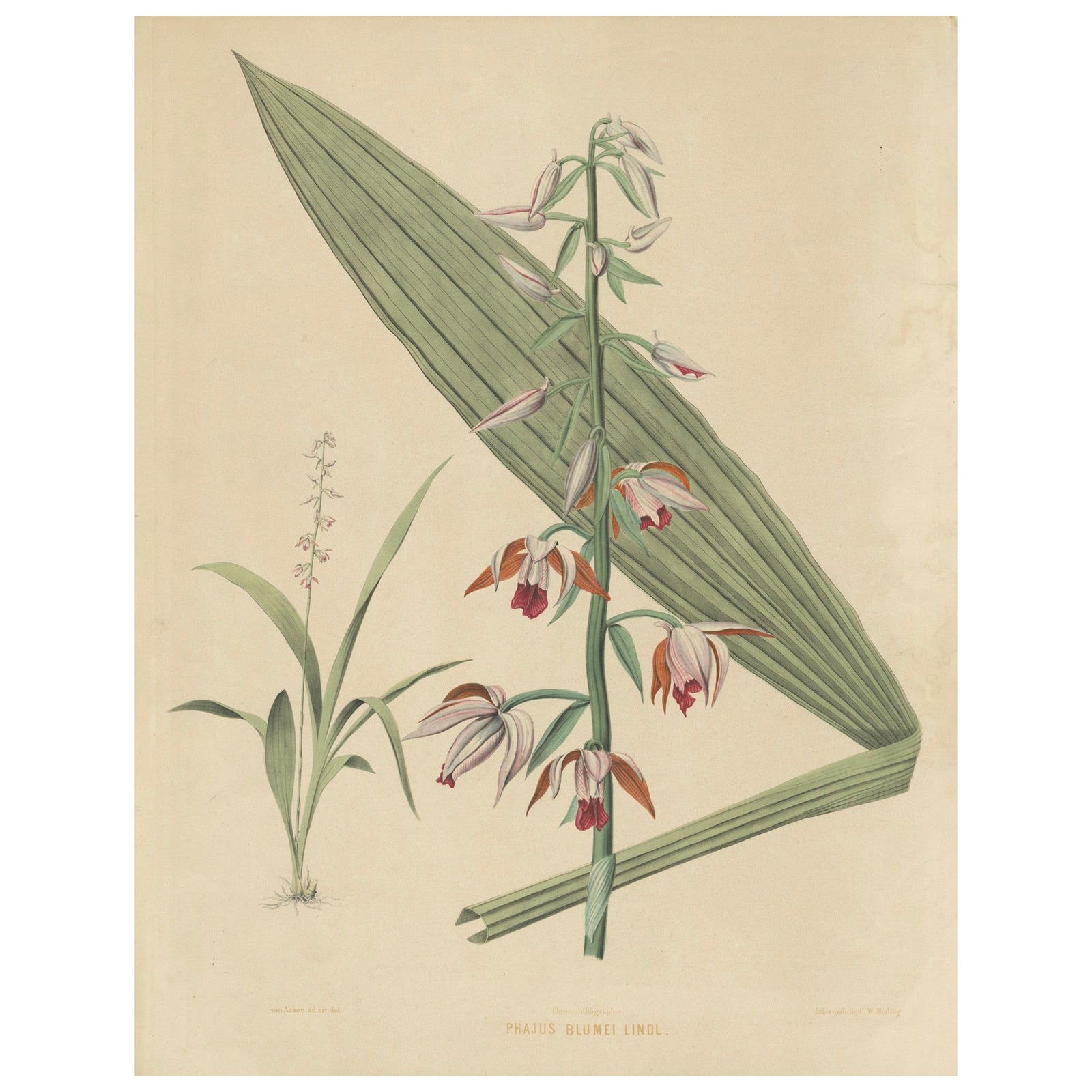 Large Masterpiece of Botanical Illustration from the Dutch East Indies, 1854