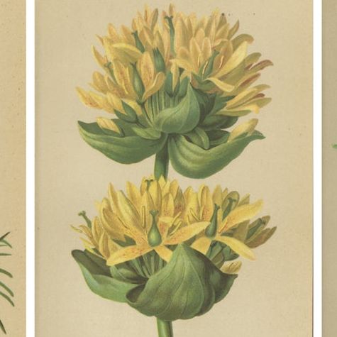 Alpine Gentiana Botanical Wall Collection, Set of 10, Antique Chromolithos, 1897, close-up 1