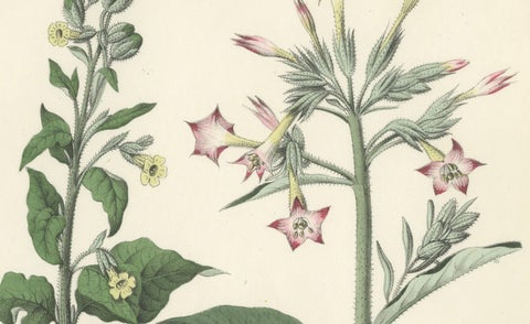 Hand-Colored Botanical Litho of Nicotiana Tabacum and Nicotiana Rustica, 1854, close-up 1