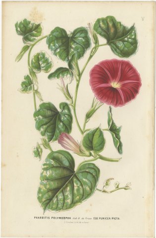 Japanese Morning Glory Punicea Picta, Pharbitis Polymorpha Plate V, 1858, view 2