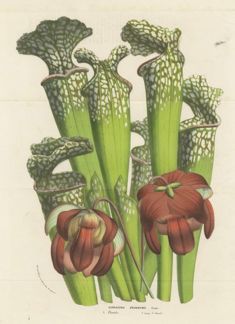 Drummond's Pitcher Plant: Hand-Colored Lithograph by Louis van Houtte, 1855, close-up 1