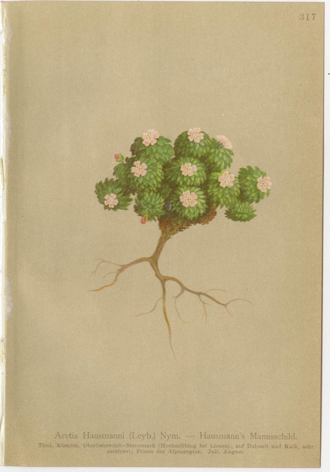 Alpine Botanical Prints Set of 5, Aretia & Douglasia, Antique Chromolithos, 1897, view 4