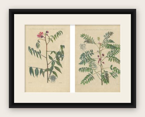 Set, Cassia Barbadensis & Marilandica, Botanical Prints by John Martyn c.1728, shown framed