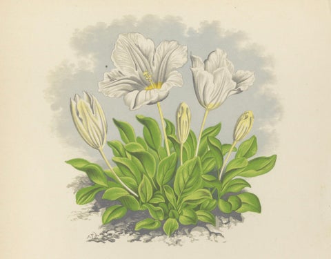 White Cupflower and Hairy Toadflax, Hand-Coloured Botanical Print, 1874, close-up 4