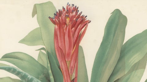 Antique Botanical Lithograph, Billbergia Thyrsoidea, de Vriese, 1856, close-up 2