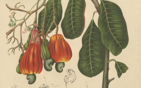 Antique Cashew Tree Botanical Chromolithograph by Hoola van Nooten, c. 1880, close-up 4