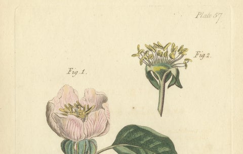 Antique Botanical Engraving of Apple Blossom and Mallow, 1803 Floral Print, close-up 3
