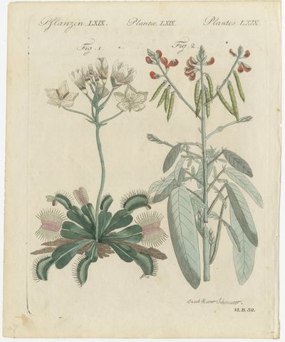 Venus Flytrap Carnivorous Plant, Antique Bertuch Print, circa 1805, view 2