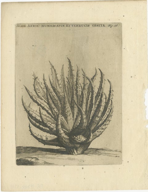 Aloe Afric Humilis Botanical Engraving from Caspar Commelin’s Work, 1706, view 2