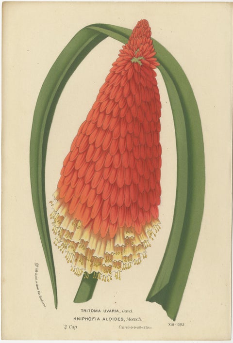 Vivid Visions: Roezl's Sage and Red Hot Poker in Botanical Art, circa 1875, view 3