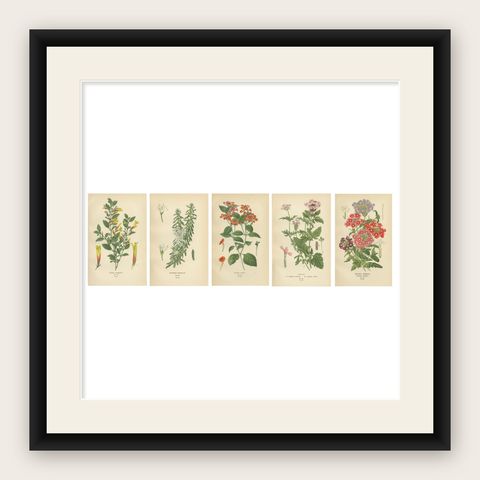 1897 Vibrant Botanical Prints, Libonia, Myoporum, Lantana, Vervain and Verbena, shown framed