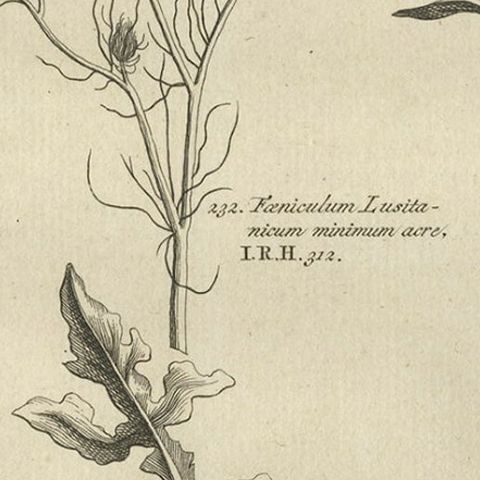 Antique Print of Knapweed and Other Plants, 1773, close-up 2