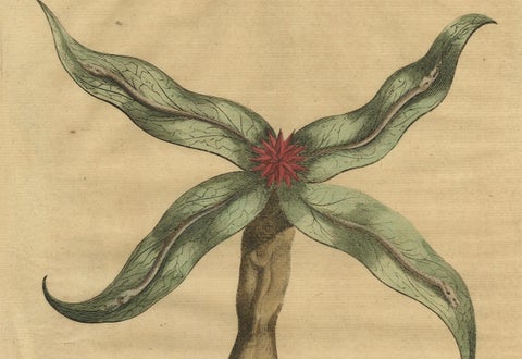 Botanical Engraving of Arrowhead from Munting’s 1696 Herbal Collection, close-up 1