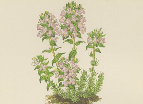 Striped Thyme and Kidneywort Violet, Hand-Coloured Botanical Print, 1874, close-up 5