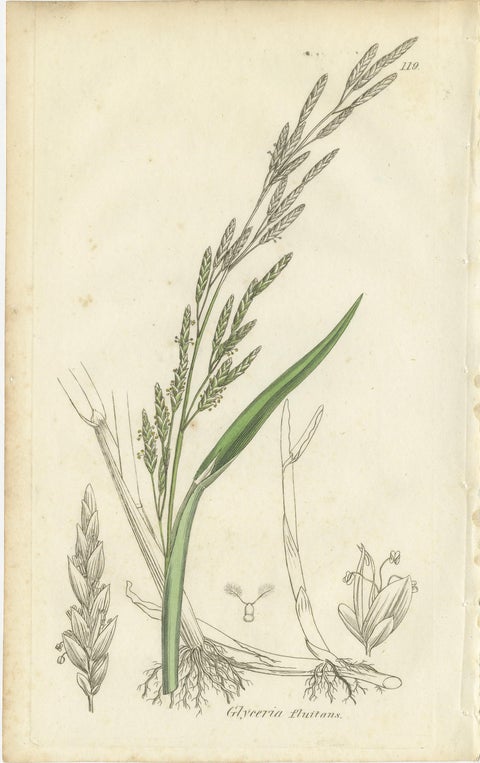 Antique Grasses & Sedges, Hand-Colored Botanical Engravings, c.1830 (Set of 8), view 8