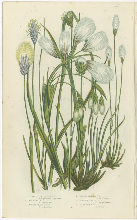 Common Wall Spleenwort Ferns, Victorian Botanical Prints, 1873 Pair, view 3